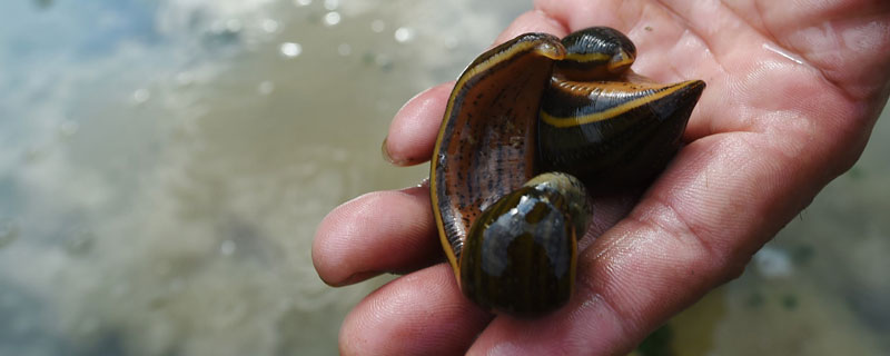 如何養殖好水蛭