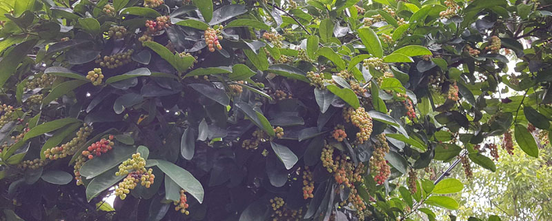 種植什么中藥掙錢快