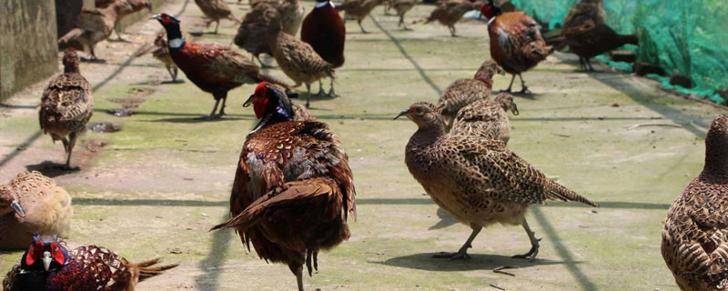 有什么養(yǎng)殖項(xiàng)目