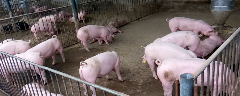 養(yǎng)豬保密配方