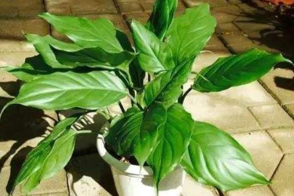 大葉萬年青的養(yǎng)殖方法和注意事項(xiàng)