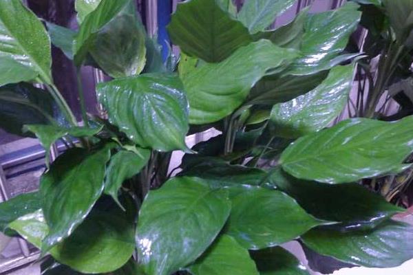 大葉萬年青的養(yǎng)殖方法和注意事項(xiàng)