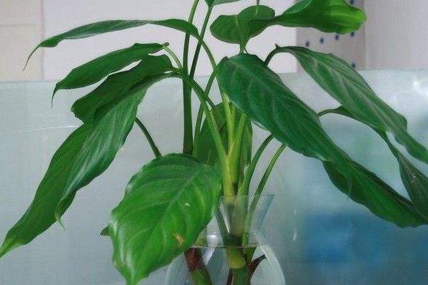 大葉萬年青的養(yǎng)殖方法和注意事項(xiàng)