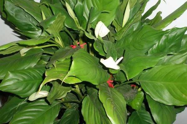 大葉萬年青的養(yǎng)殖方法和注意事項(xiàng)