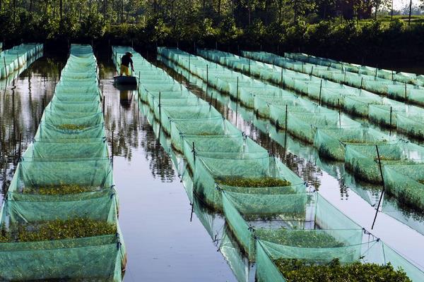 農村養殖黃鱔怎么養