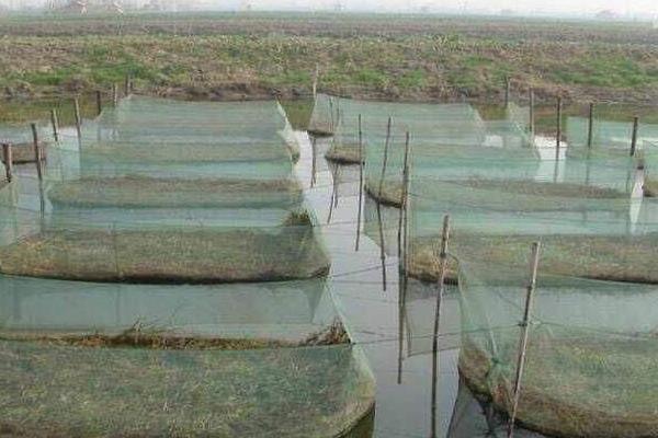 農村養殖黃鱔怎么養