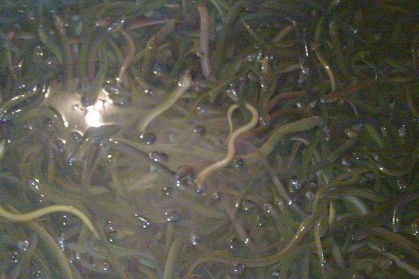 農村養殖黃鱔怎么養