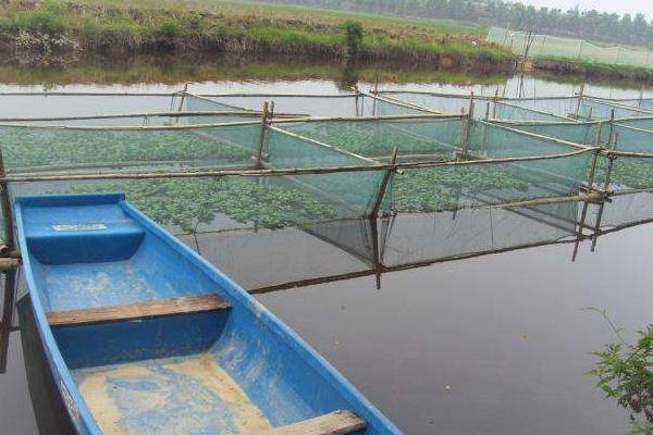農村養殖黃鱔怎么養