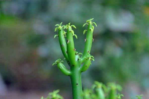 珊瑚棒的養殖方法和注意事項