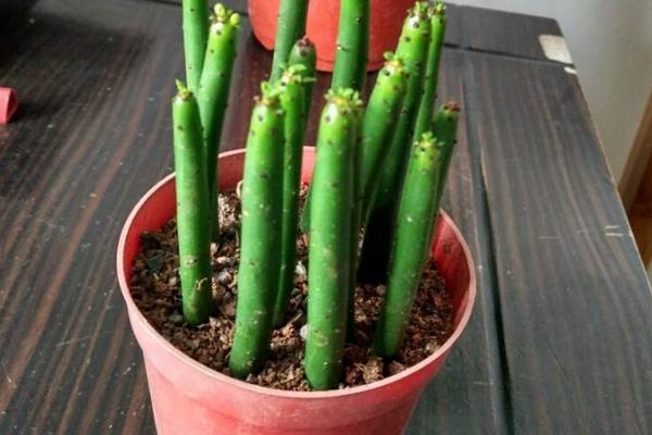 珊瑚棒的養殖方法和注意事項