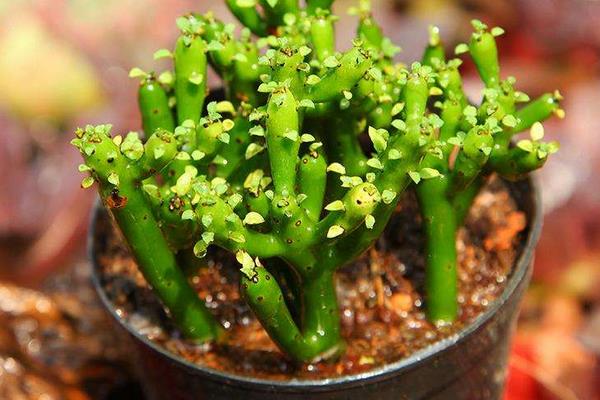 珊瑚棒的養殖方法和注意事項