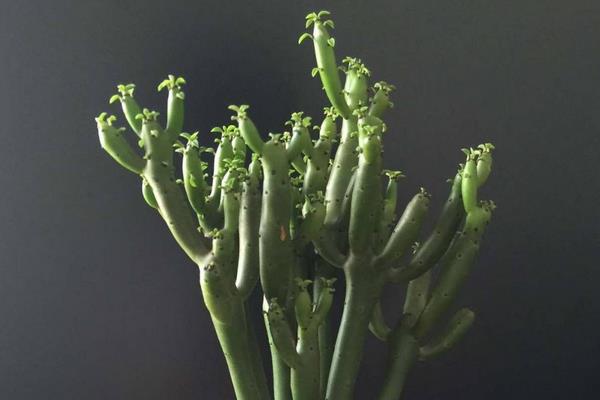 珊瑚棒的養殖方法和注意事項