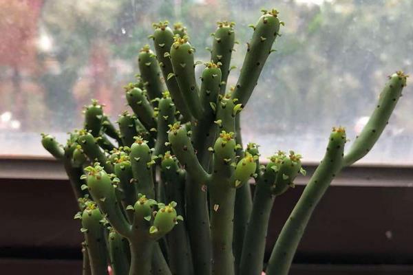 珊瑚棒的養殖方法和注意事項