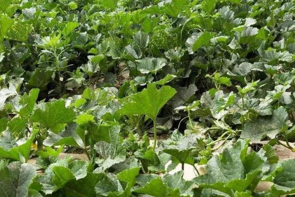 露地香瓜的種植技術