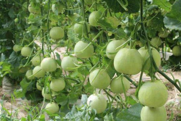 露地香瓜的種植技術