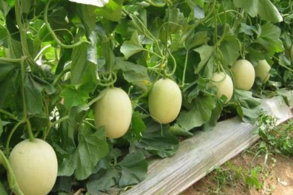 露地香瓜的種植技術