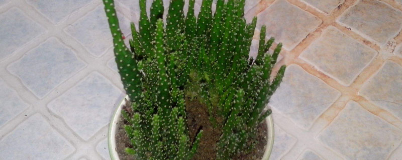 珊瑚棒的養殖方法和注意事項