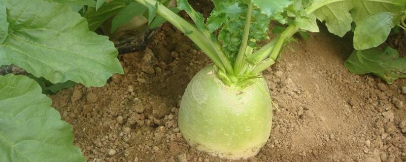 水果蘿卜種植時間及技術