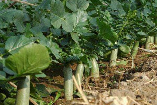 水果蘿卜種植時間及技術