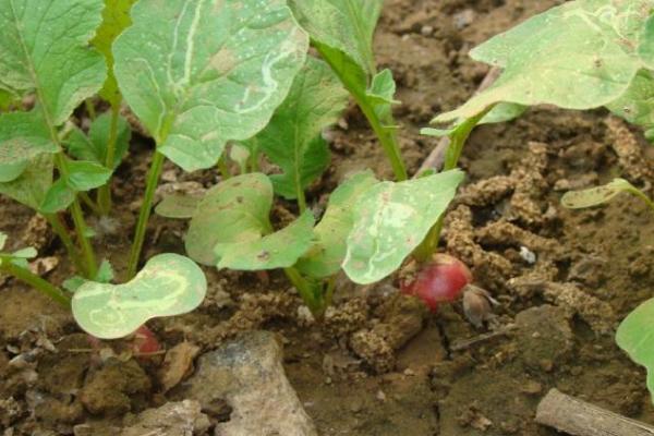 水果蘿卜種植時間及技術