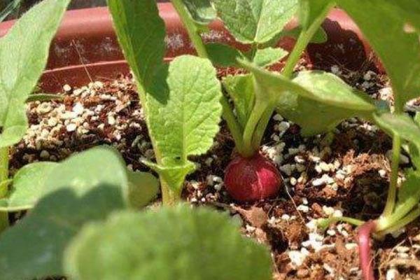 水果蘿卜種植時間及技術