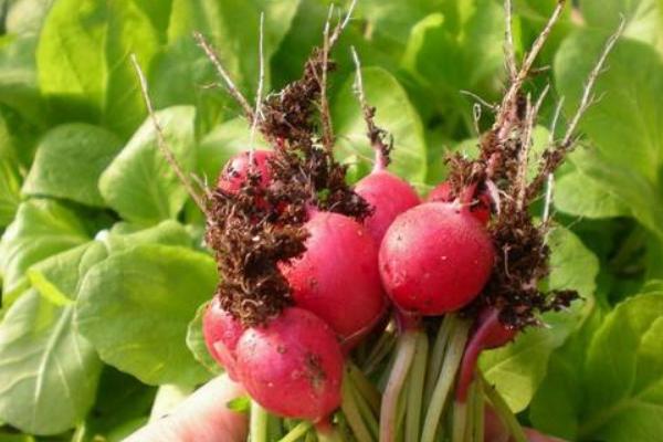 水果蘿卜種植時間及技術