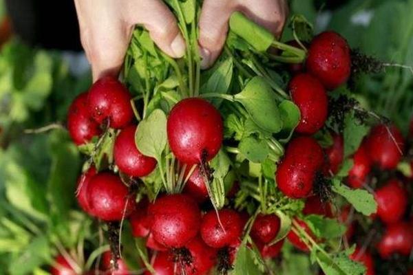 水果羅卜種植時間及技術