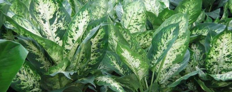 大葉萬年青的養(yǎng)殖方法和注意事項(xiàng)