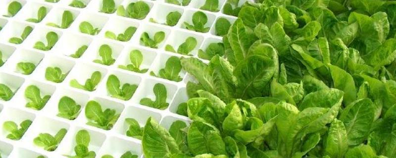 無土種植水生蔬菜