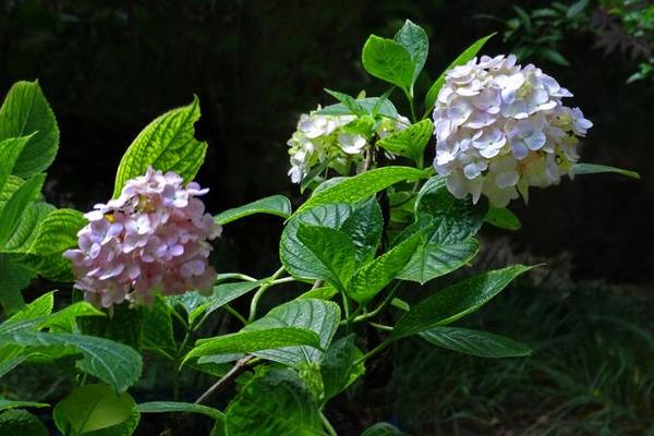秀球花的養殖方法和注意事頂