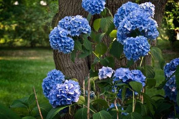 秀球花的養殖方法和注意事頂