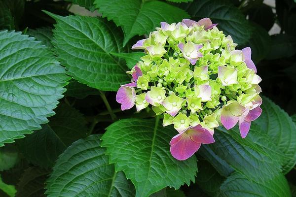 秀球花的養殖方法和注意事頂