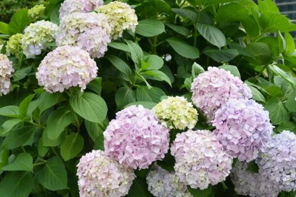 秀球花的養殖方法和注意事頂