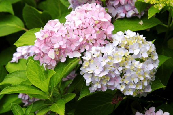 秀球花的養殖方法和注意事頂