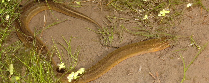 農(nóng)村養(yǎng)殖黃鱔怎么養(yǎng)