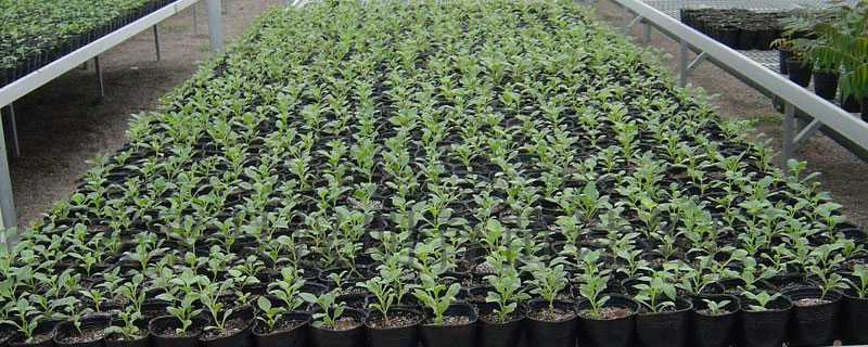 木霉菌功效與作用