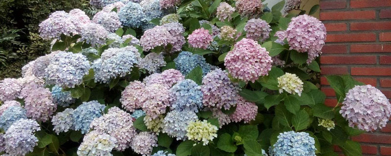 秀球花的養殖方法和注意事頂