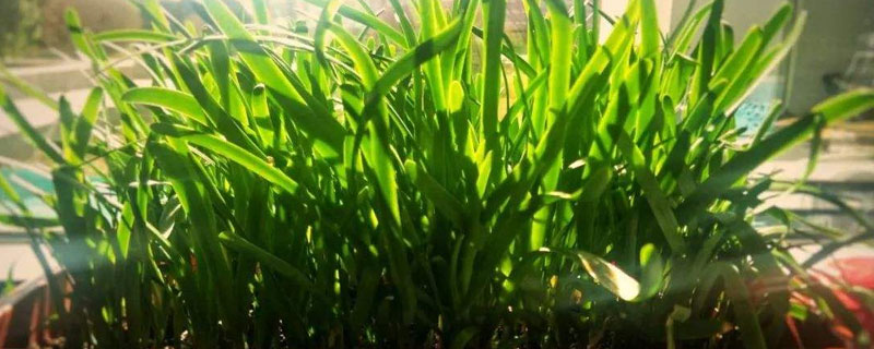 懶人韭菜的種植