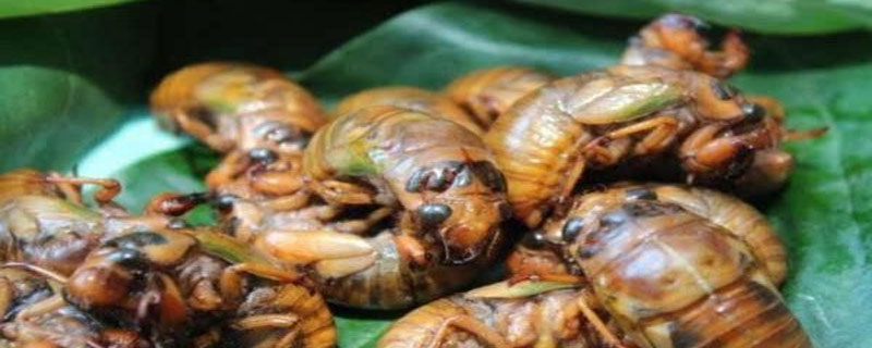 結了龜怎么養殖