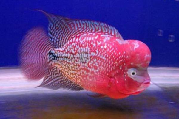 2cm的羅漢苗怎么養(yǎng)