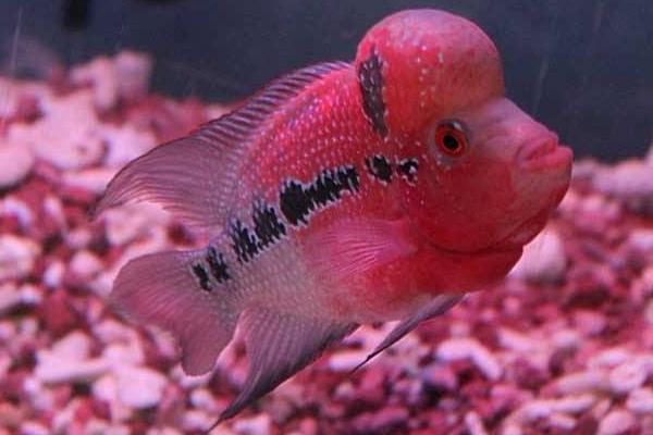 2cm的羅漢苗怎么養(yǎng)