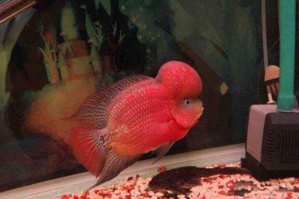 2cm的羅漢苗怎么養(yǎng)