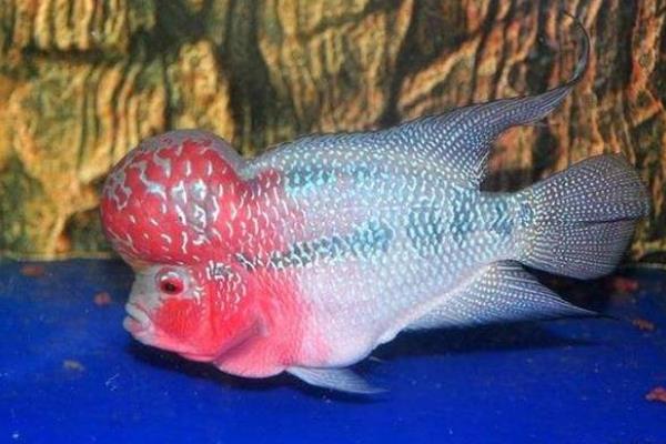 2cm的羅漢苗怎么養(yǎng)