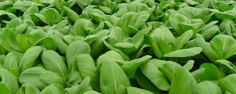 露地種植蔬菜的技術和方法