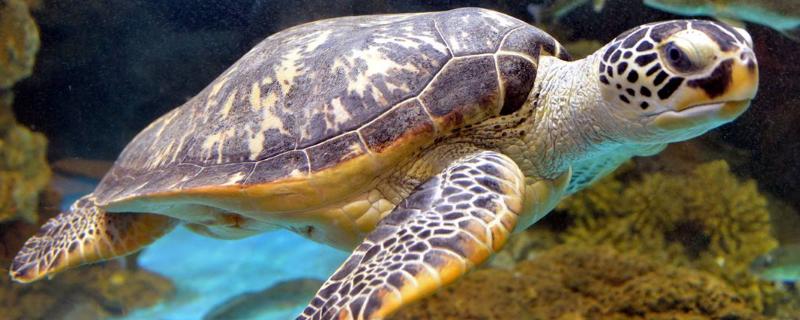 烏龜的養殖方法和注意事項
