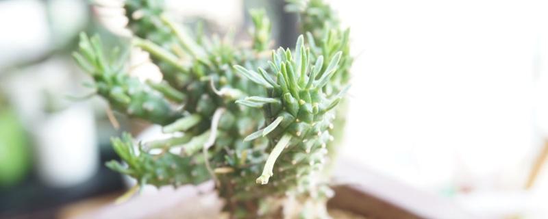 鐵甲麒麟養殖方法和注意事項