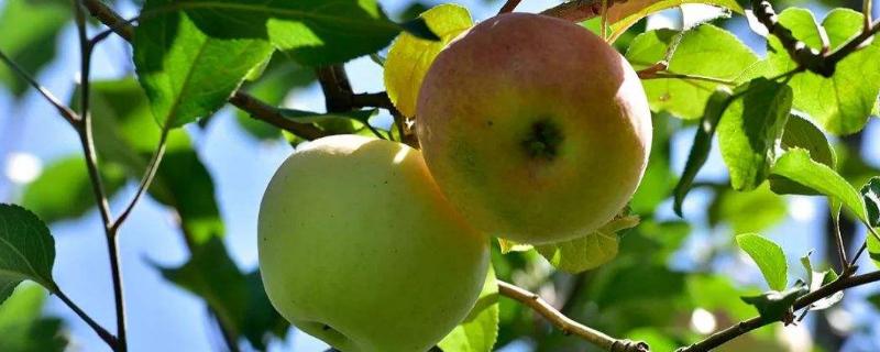 蘋果樹農藥全年配方表