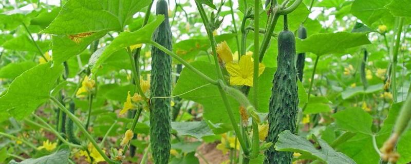 秋黃瓜的種植時(shí)間和管理方法