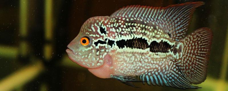 2cm的羅漢苗怎么養