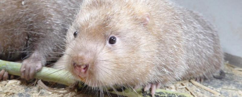 產仔竹鼠怎么養